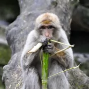 Heilige Tiere: Der Affe