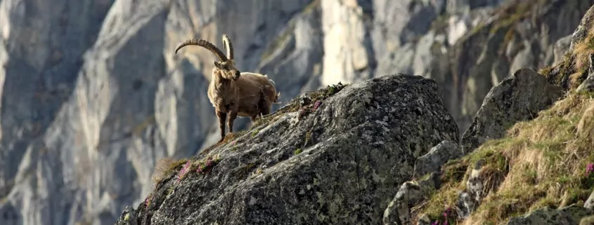 Der Aszendent Steinbock
