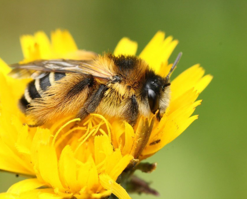 Krafttiere: Die Biene