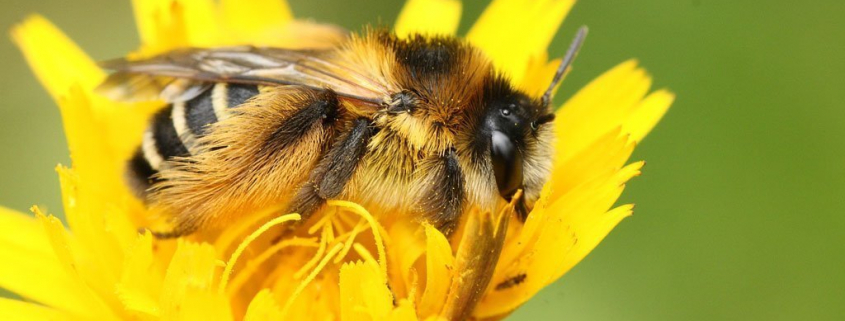 Krafttiere: Die Biene
