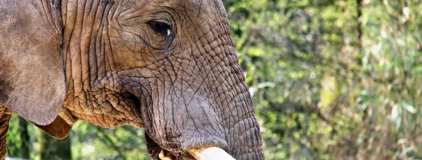 Heilige Tiere Indiens: Der Elefant