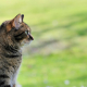 Hellsichtige Tiere