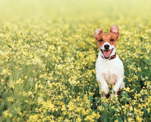 Abschied, ein Weg den Tierbesitzer gehen müssen