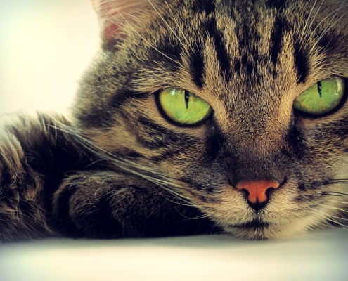 Krafttiere: Die Katze