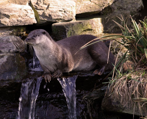 Krafttiere: Der Otter