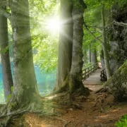 Der Weg des Erwachens