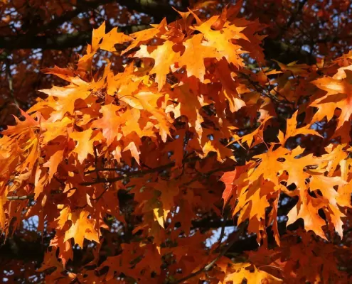 Das spirituelle Wesen des Amberbaums