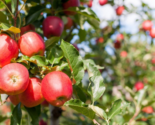 Der Apfelbaum und die paradiesische Frucht