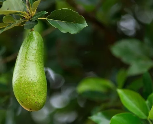 Der Avocado-Baum - eine aphrodisierende Zauberpflanze