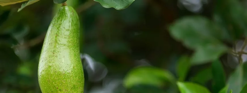 Der Avocado-Baum - eine aphrodisierende Zauberpflanze