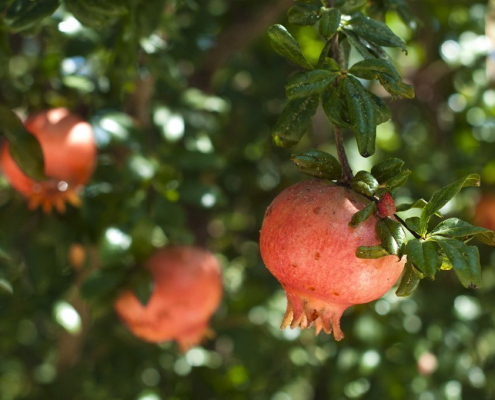 Der spirituelle Charakter des Granatapfelbaumes