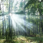 Die Alraune: Mystische Kraft in menschlicher Form