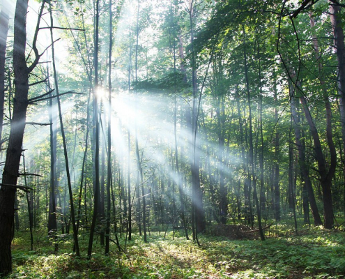 Die Alraune: Mystische Kraft in menschlicher Form