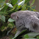 Eukalyptus - Bedeutung und Wesen