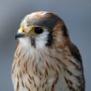 Das Horoskop der Indianer: Der Falke