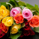 Die Farbe der Rose und ihre Bedeutung
