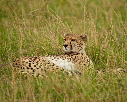 Krafttiere: Der Gepard