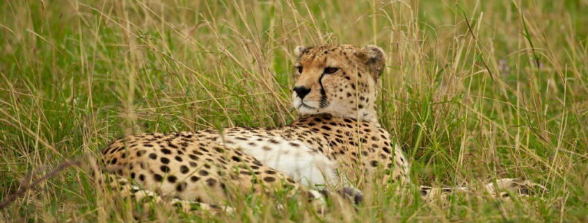 Krafttiere: Der Gepard