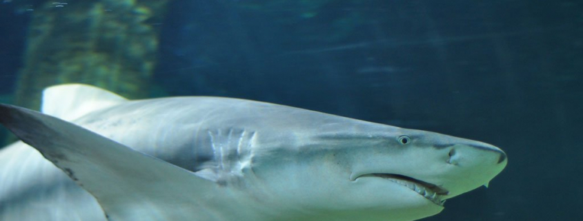 Krafttiere: Der Hai