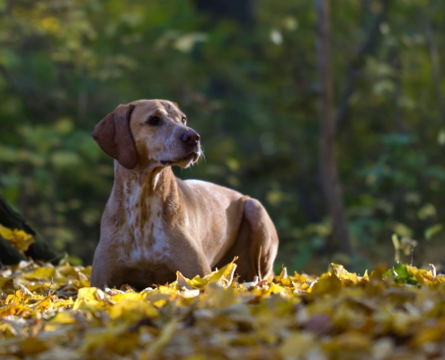 Krafttiere: Der Hund