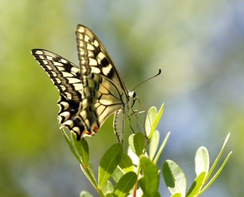 Traumdeutung: Insekten