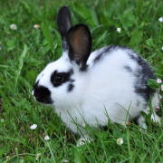 Krafttiere: Das Kaninchen