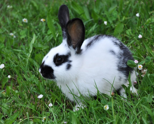 Krafttiere: Das Kaninchen