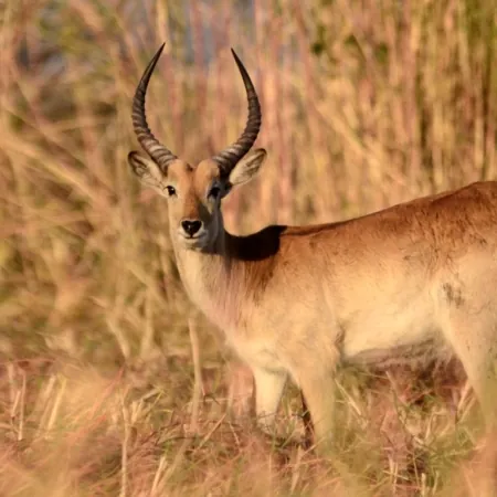 Krafttier Antilope