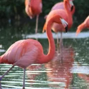 Krafttier Flamingo