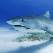 Krafttier Hai