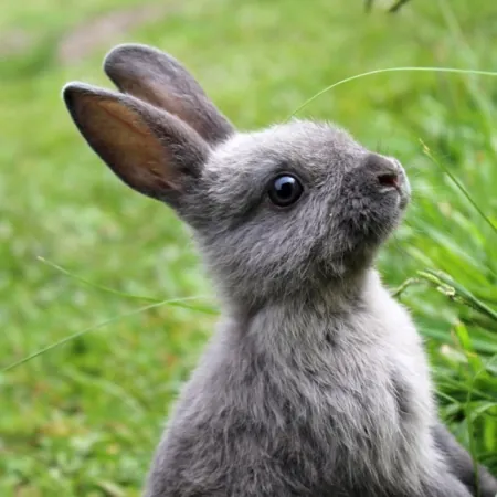Krafttier Kaninchen / Hase