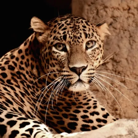 Krafttier Leopard