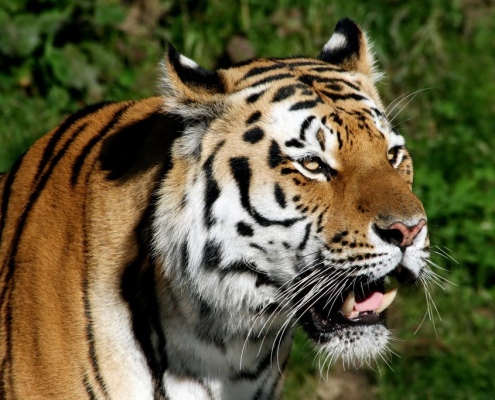 Krafttiere: Der Tiger