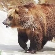 Krafttiere