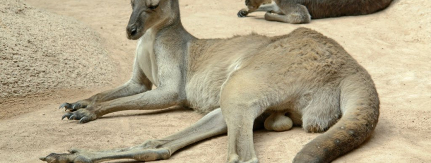 Krafttiere – Das Känguru