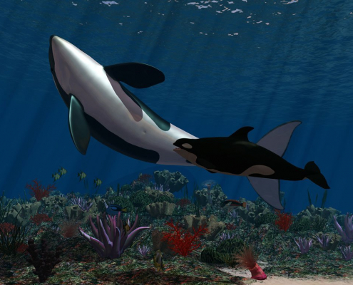 Krafttiere: Der Orca