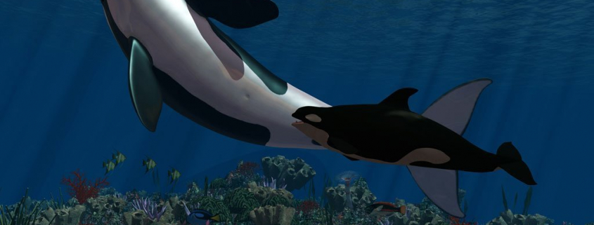 Krafttiere: Der Orca
