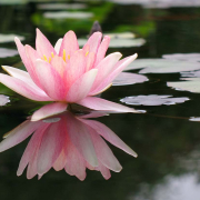 Lotus – Der Phoenix der Blumen