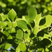 Moringa - Der Baum des Lebens