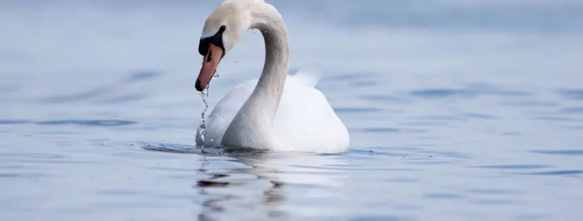 Krafttiere: Der Schwan