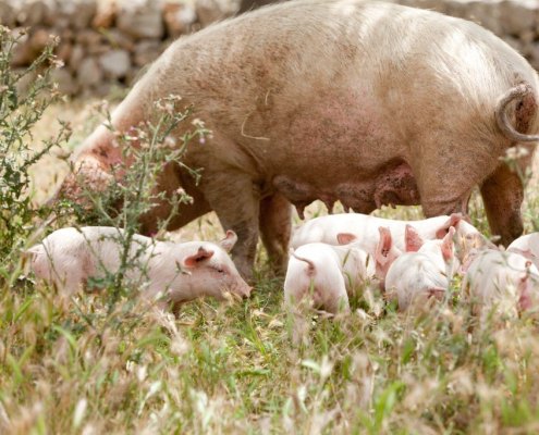 Krafttiere: Das Schwein