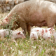 Krafttiere: Das Schwein