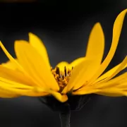 Die sieben Hauptchakren - Das Solarplexuschakra
