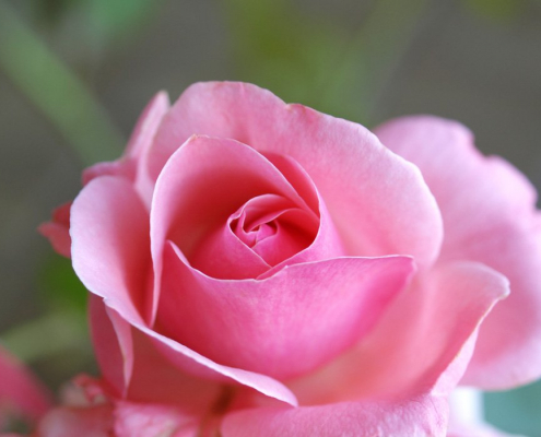 Traumdeutung: Blumen