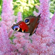 Traumdeutung: Schmetterling