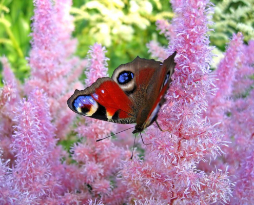 Traumdeutung: Schmetterling